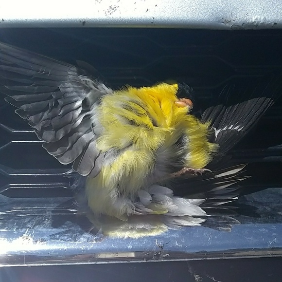 Meet your Posher, Sweetomatic. - Picture 1 of 1